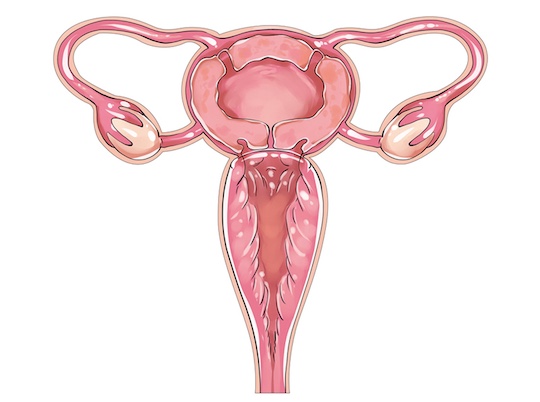 Uterus Body Sticker